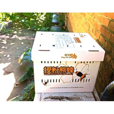 蜂为媒—授粉熊蜂