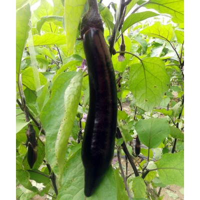 潍坊青州长茄子