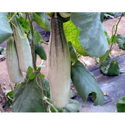 潍坊青州羊角蜜甜瓜