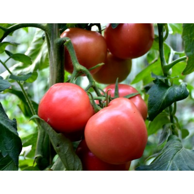 潍坊青州西红柿