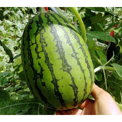 潍坊青州2K小型西瓜